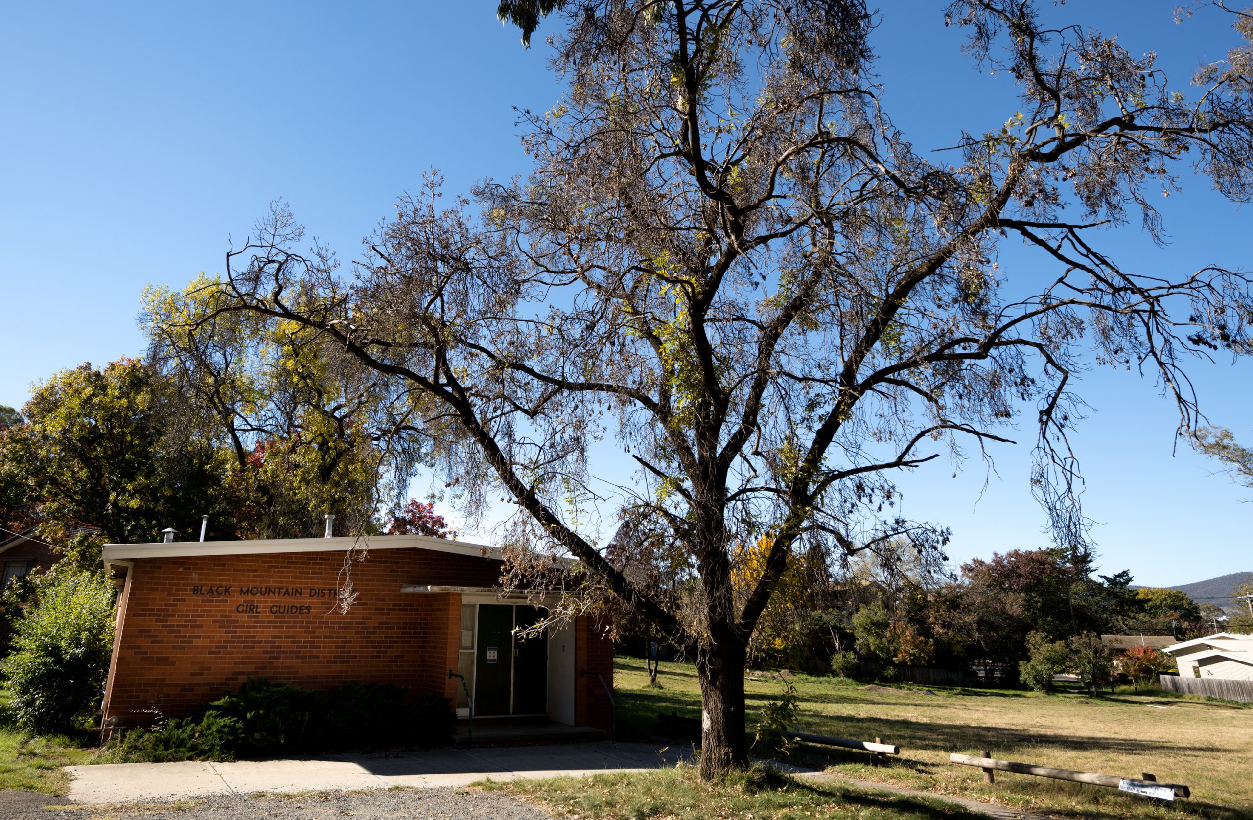 A single tall Ash tree outside Black Mountain Girl Guide Hall, a modest brick hall next to a paddock in a suburb. The tree is a little dry with only a few pale green leaves. It looks like a good climbing tree with strong spread out branches.