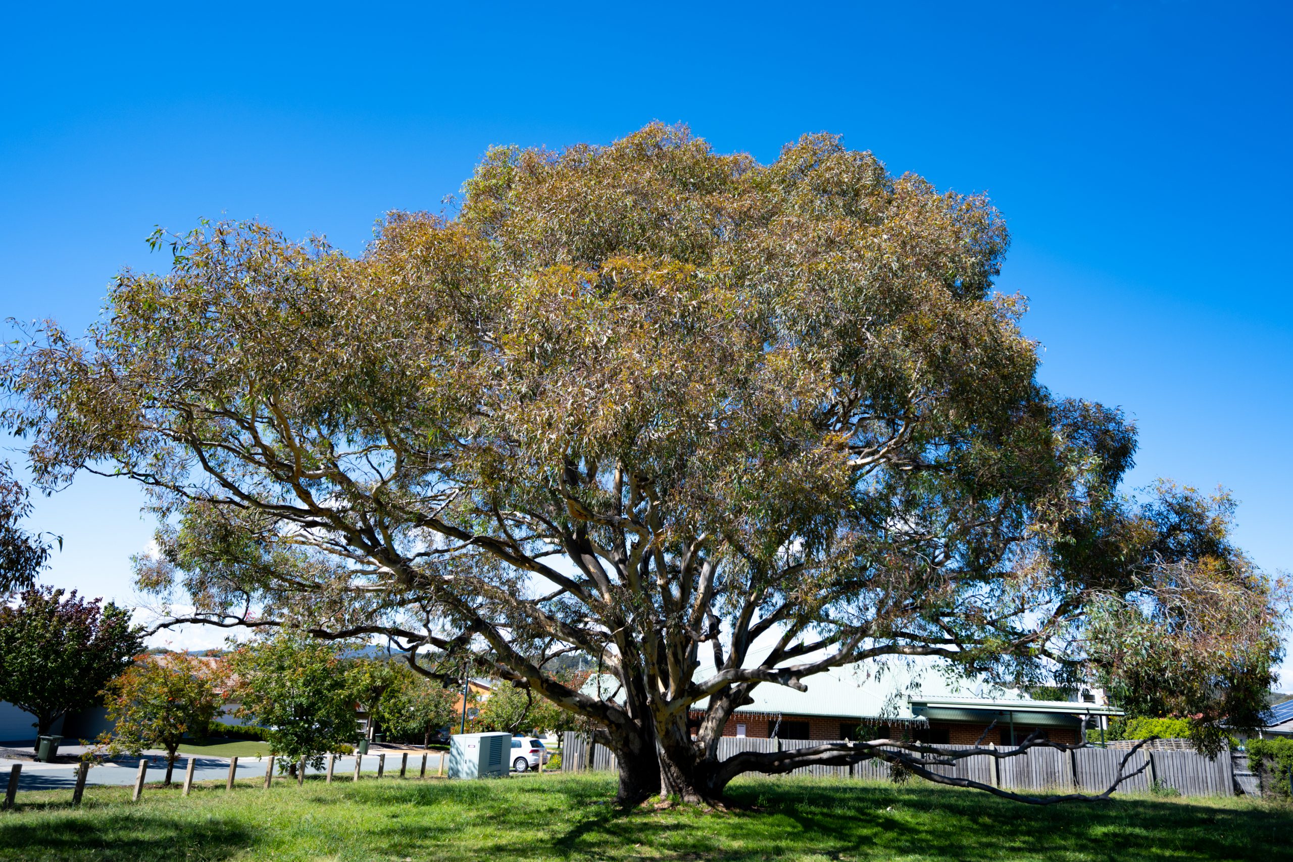 A very large Red Gum  situated on a corner park in a suburb. It has multiple trunks at the base with a hollow where a person could sit, and a very long branch at human height on one side.