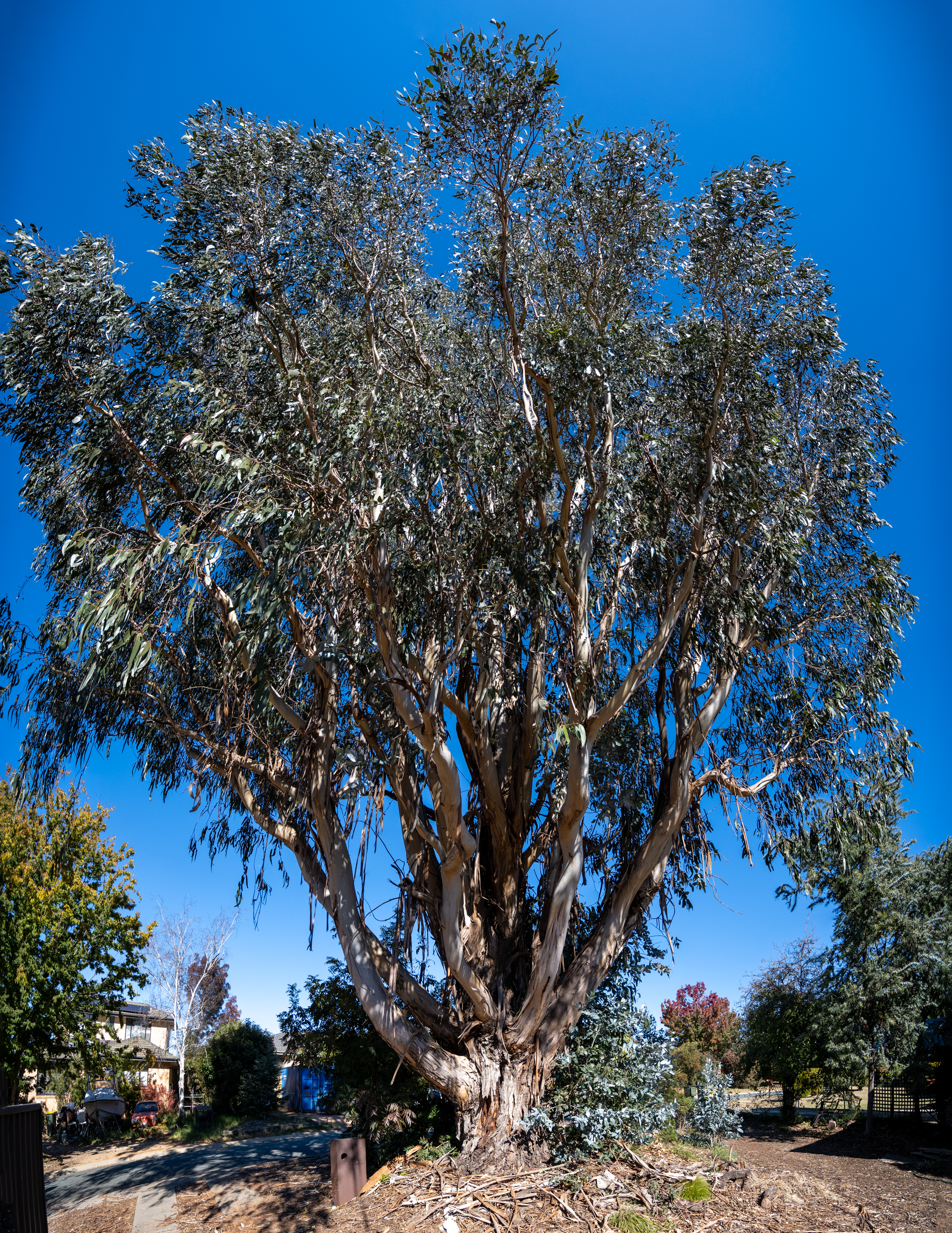 A magnificent Ribbon Gum which makes all else seem small, including the corner of a house in the left hand corner, and bushes. We see it against a clear blue sky. It has a great deal of ribbon bark collected at its base.