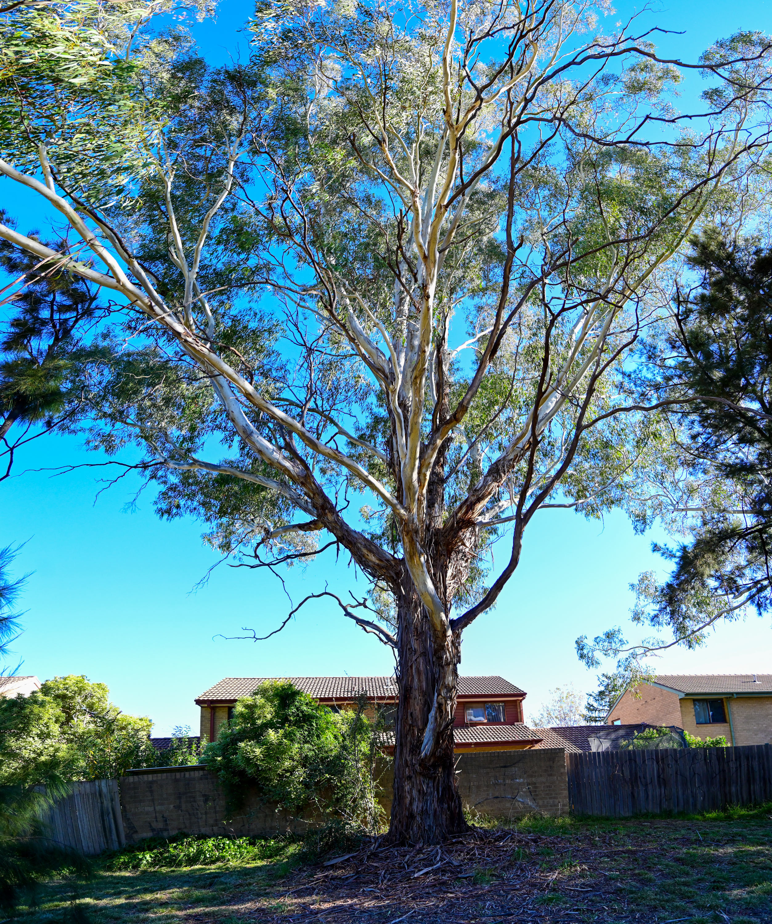 A huge Ribbon Gum rises high above a backyard fence and houses behind it agains a light blue sky.