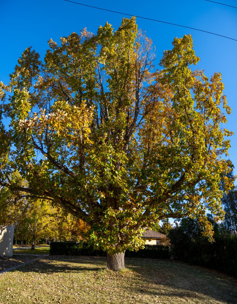 A big Swamp Oak with beautiful light and green leaves on the corner of a suburban street. The side of an  iconic Canberra bus stop can be seen just in the lower left corner of the picture.