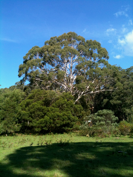 A huge white trunked spreading Eucalypt with a round crown in mid distance; its deep sweeping shadow below.