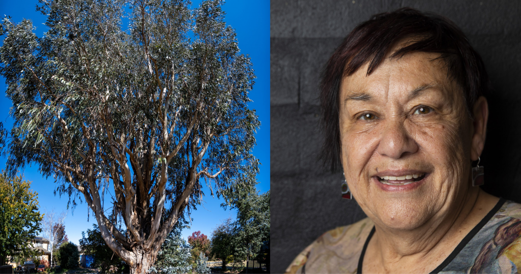 Left: Jennifer Kemarre Martiniello - A smiling woman with short dark hair.
    Right: A magnificent Ribbon Gum which makes all else seem small, including the corner of a house in the left hand corner, and bushes. We see it against a clear blue sky. It has a great deal of ribbon bark collected at its base.