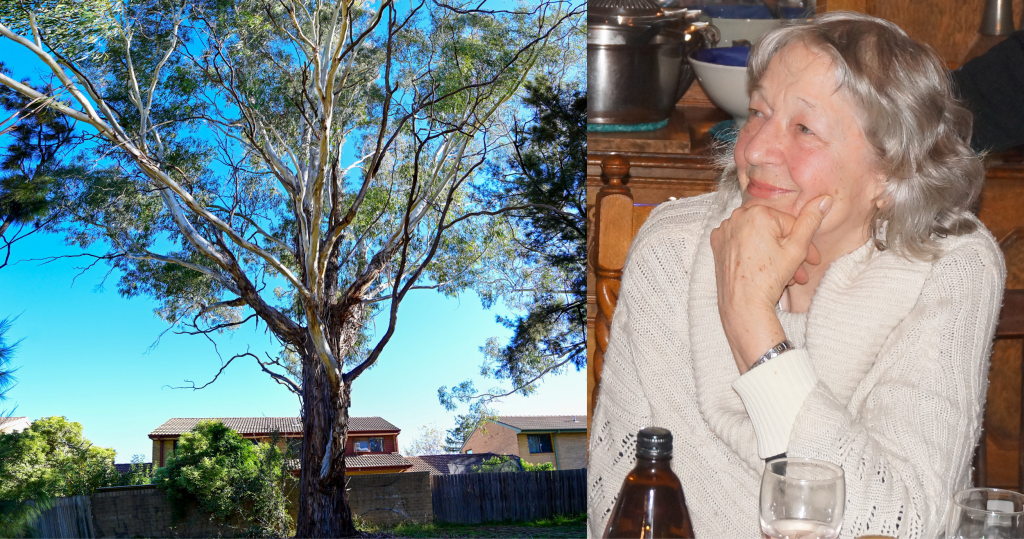 Left: Kathy Kituai - A woman smiling sitting at a table at a dinner party, she has been caught in a happy moment Right: A huge Ribbon Gum rises high above a backyard fence and houses behind it agains a light blue sky.