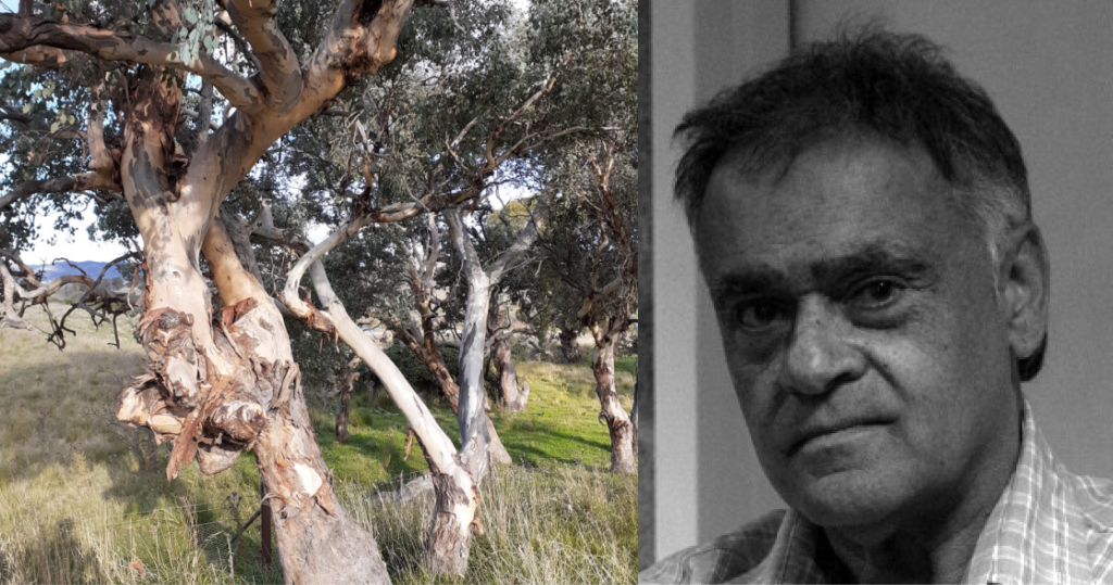 Left: Paul Collis A smiling man with short dark hair in a black and white photo. Right: A beautiful eucalypt in grasslands. It's branches in a couple of places show they have been shaped by a person when it was a young tree, to create a small window that if you looked through it would indicate a direction to walk.