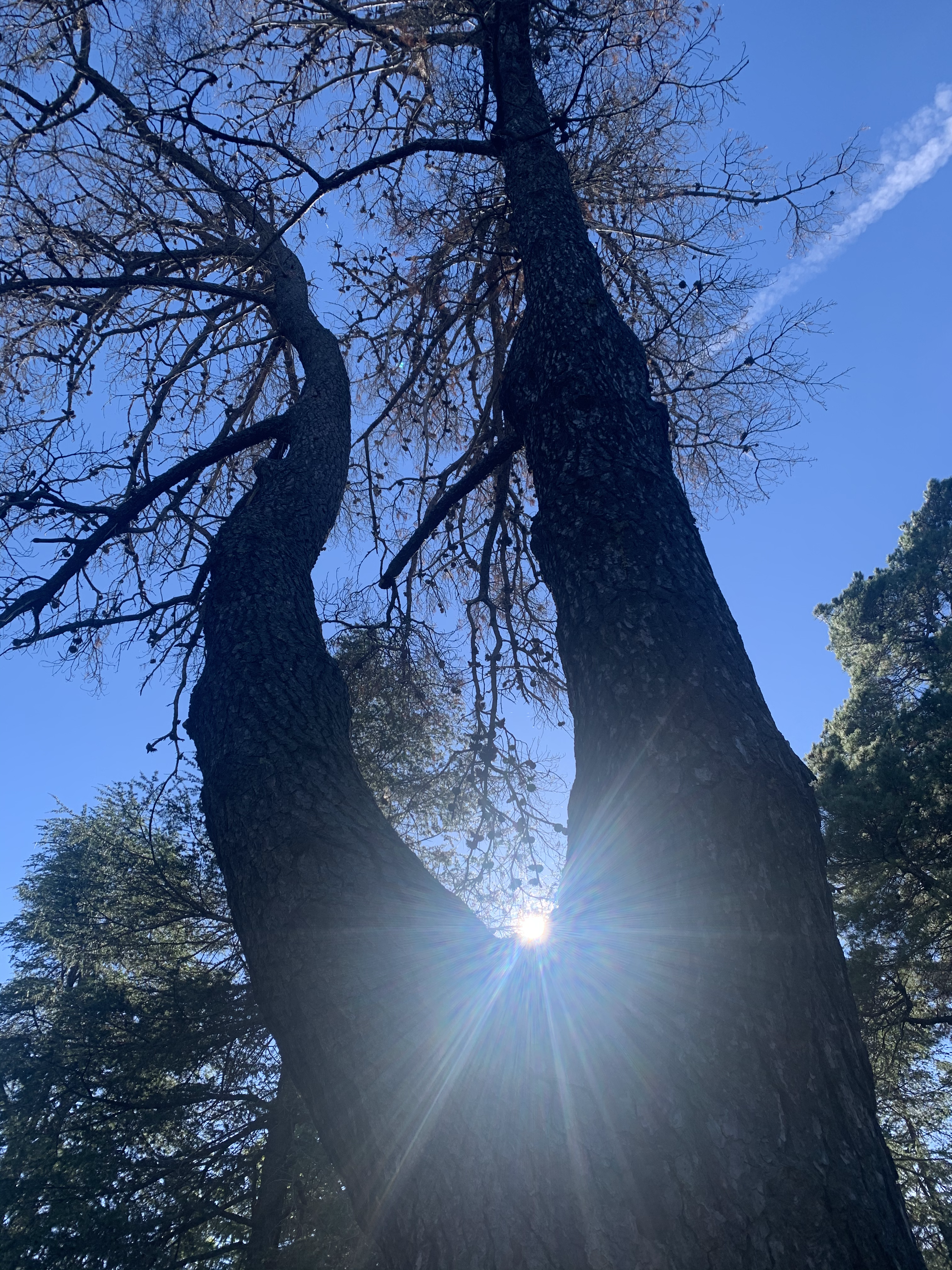 Almost a silhouette of a Pinus radiata double trunk the sun glinting where the trunks  join. It is a little surreal, almost ominous, though some have said the tree looks like it is doing a handstand, so the mood of the image can be interpreted in many ways. Perhaps it is a little wistful.