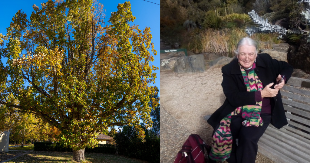 Left: Robert Verdon - A man with long grey hair and a scarf sits on a bench. Right: A big Swamp Oak with beautiful light and green leaves on the corner of a suburban street. The side of an  iconic Canberra bus stop can be seen just in the lower left corner of the picture.