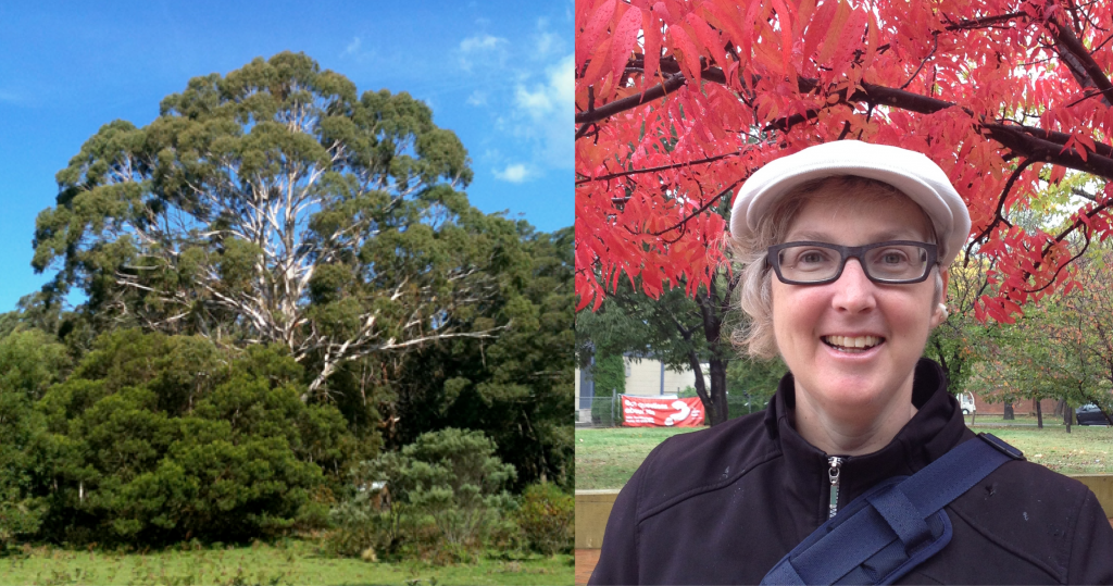 Left: Sarah Rice - A smiling woman with short grey curly hair a white peaked cap and glasses, and in the background is vivid red Autumn maple trees. Right: A huge white trunked spreading Eucalypt with a round crown in mid distance; its deep sweeping shadow below.