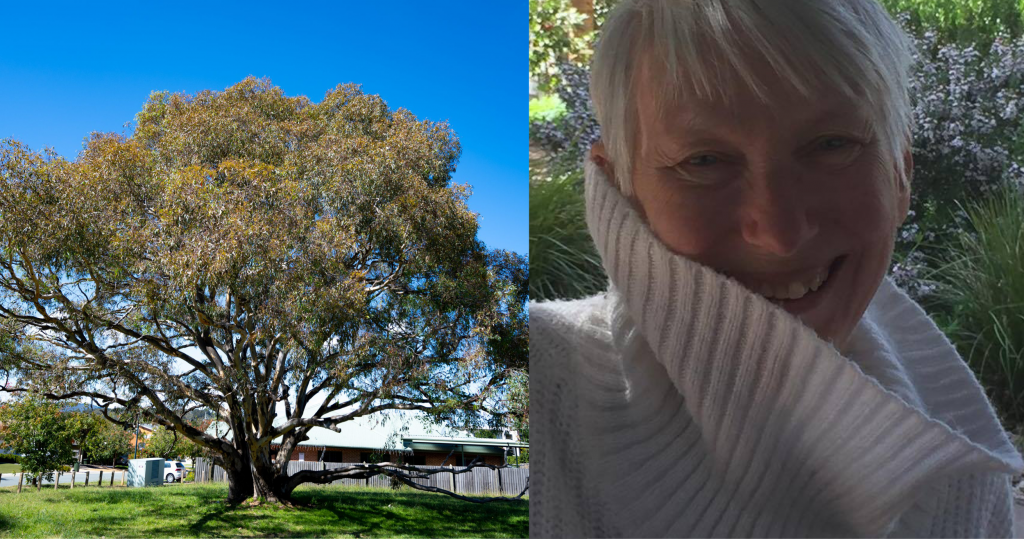 Left: Sue Donnelly - A smiling woman with short white hair and a white polo neck jumper rolled up around her neck. Right: A very large Red Gum situated on a corner park in a suburb. It has multiple trunks at the base with a hollow where a person could sit, and a very long branch at human height on one side.