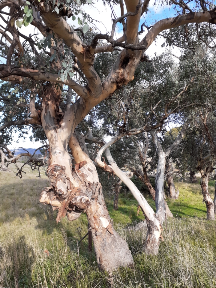A beautiful eucalypt in grasslands. It's branches in a couple of places show they have been shaped by a person when it was a young tree, to create a small window that if you looked through it would indicate a direction to walk.